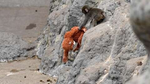 4664088 gettyimages 2262116703