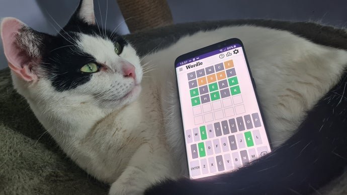 wordle cat